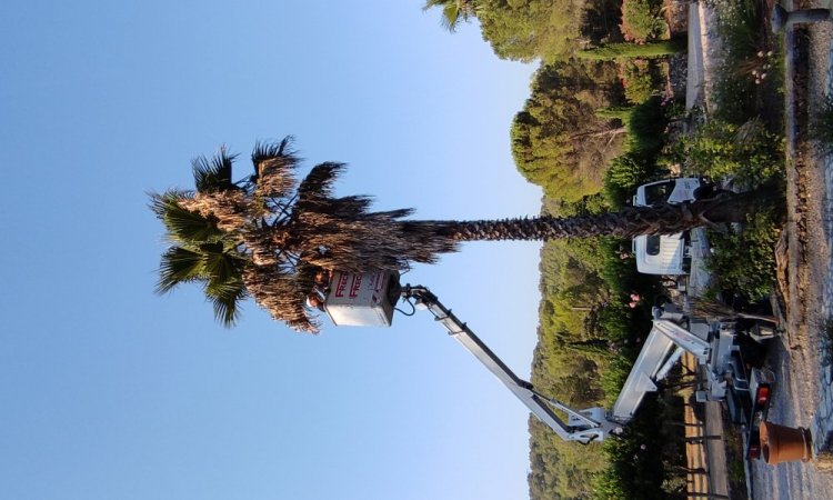 Elagage d’un palmier Washingtonia avec une nacelle sur vidauban