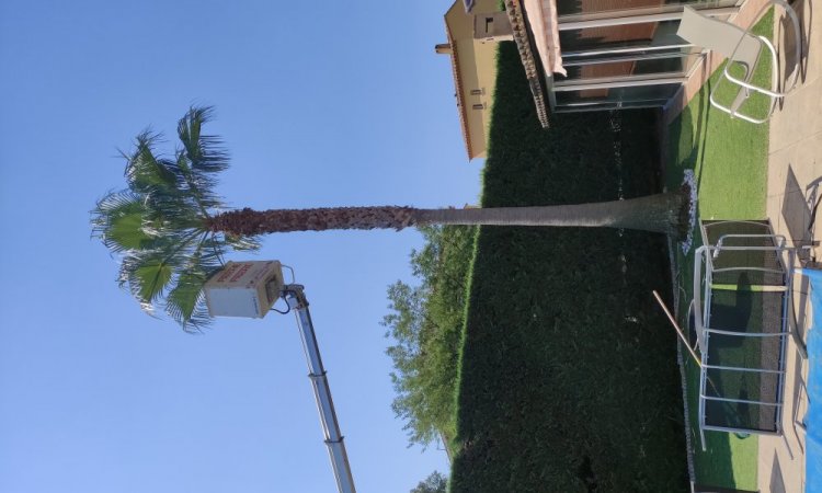 Elagage d’un palmier Washingtonia avec une nacelle sur lorgues