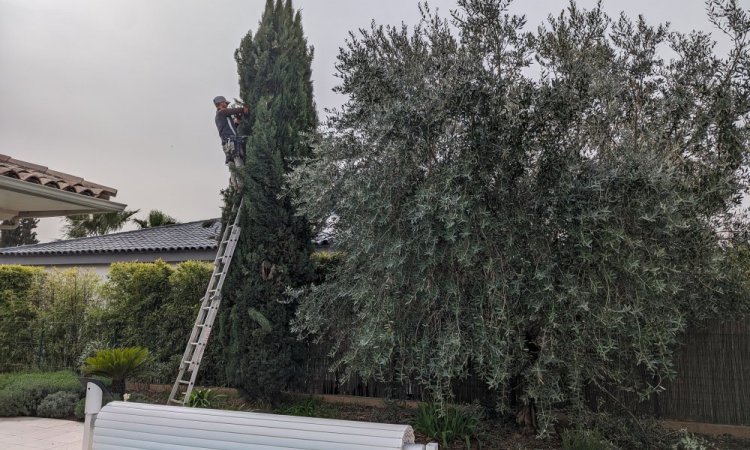 JM Paysage jardinier paysagiste sur les arcs à réaliser la taille d'un cyprès de Provence et un olivier chez un particulier à Draguignan