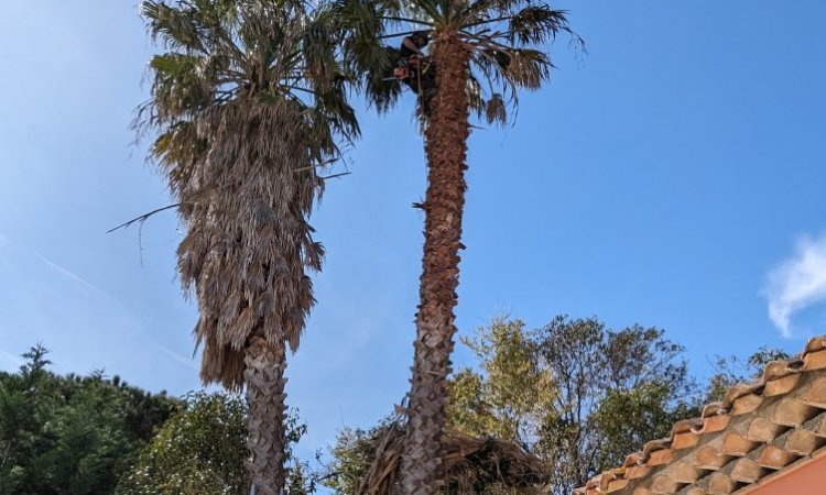 JM Paysage à réaliser l'élagage de palmiers de type washingtonia de grande hauteur sans nacelle en toute sécurité à Lorgues